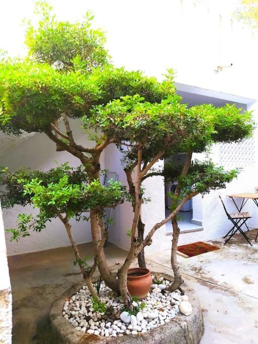La Casa De Las Palmeras Muntanya la Sella Dış mekan fotoğraf
